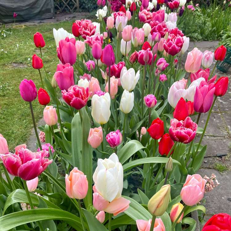 'Svaneke Delight' exklusiv lökmix